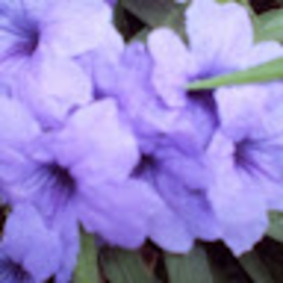 Meet your Posher, Brittanya - Picture 1 of 1